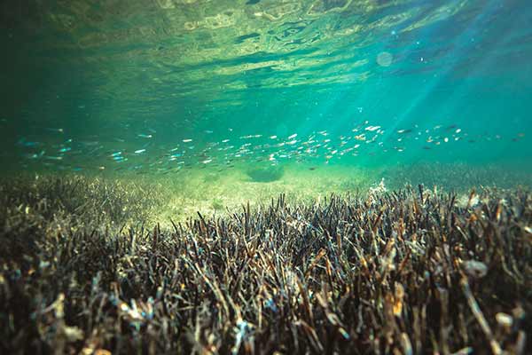 fish underwater